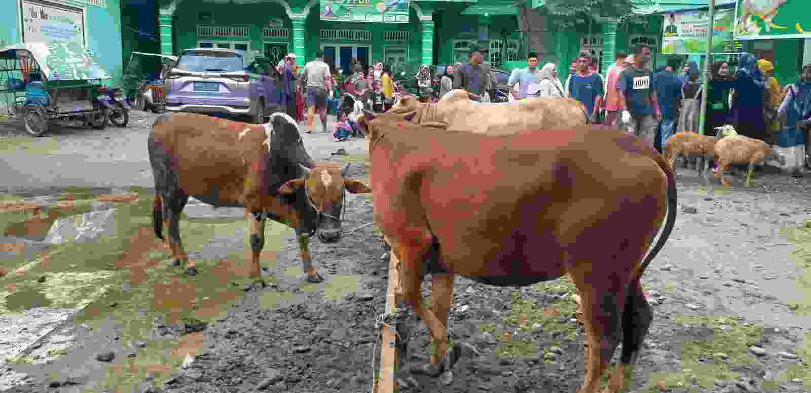 Penyembelihan Kurban di Mesjid Alwashliyah Stabat, 10 ekor Sapi dan Kambing 8 ekor Berjalan Lancar