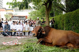 Pemprovsu Sembelih Hewan Kurban 158 Lembu dan 3 Ekor Kambing di Idul Adha 1445H