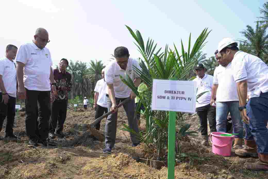 Konsisten Meningkatkan Perekonomian Masyarakat, PTPN IV Regional I Realisasikan 744,93 Ha Lahan Peremajaan Sawit Rakyat Sampai Dengan Juli 2024