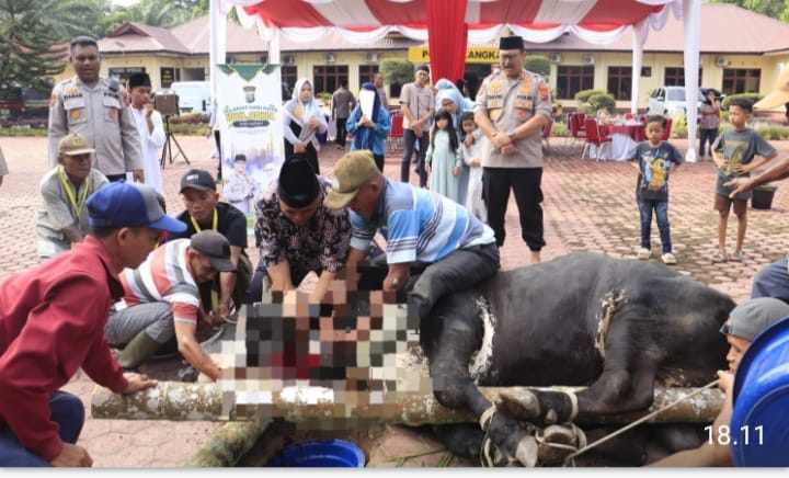 Kapolres Langkat Serahkan 12 Ekor Sapi dan 5 Ekor Kambing Hewan Kurban di Momen Idul Adha 1446 H
